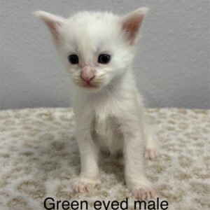 Green Eyed Male Maine Coon Kitten