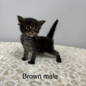 Brown Male Maine Coon Kitten