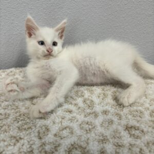 Odd Eyed White Male Maine Coon Kitten