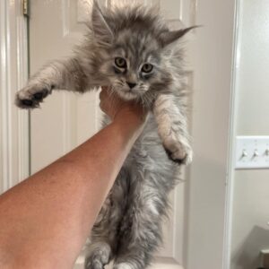 Female Maine Coon Kitten For Sale