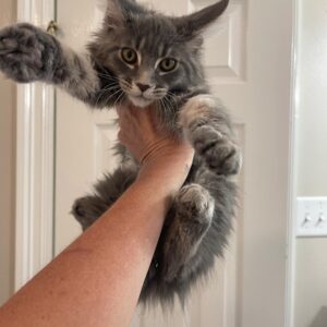 Female Maine Coon Kitten For Sale