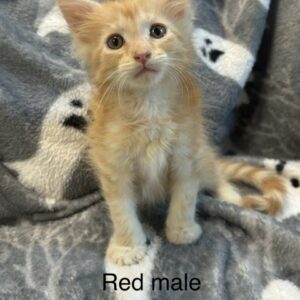 Red Male Maine Coon Kitten