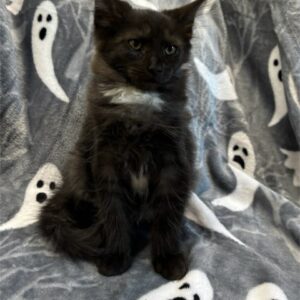 Black With White Female Maine Coon Kitten