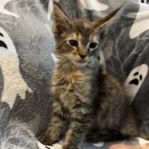 Brown Female Maine Coon Kitten