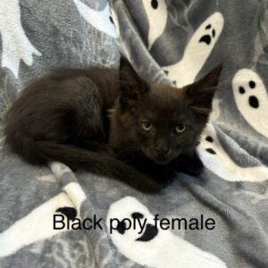 Black Poly Female Maine Coon Kitten