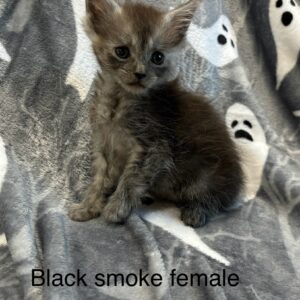 Black Smoke Female Maine Coon Kitten