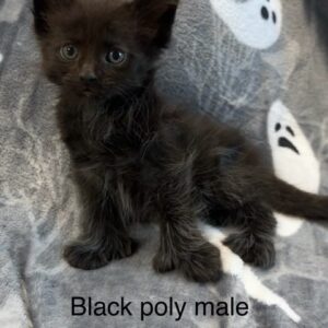 Black Poly Male Maine Coon Kitten