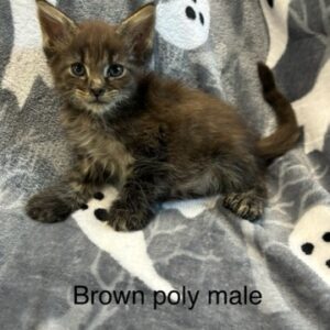 Brown Poly Male Maine Coon Kitten