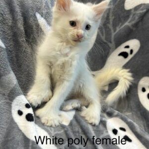 White Poly Female Maine Coon Kitten