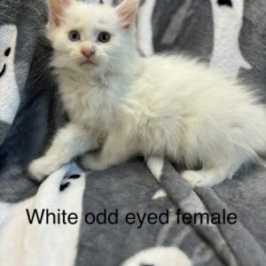 White Odd Eye Female Maine Coon Kitten