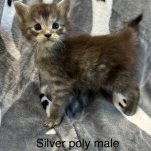 Silver Poly Male Maine Coon Kitten