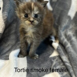 Tortie Smoke Female Maine Coon Kitten