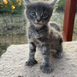 Blue Poly Male Maine Coon Kitten