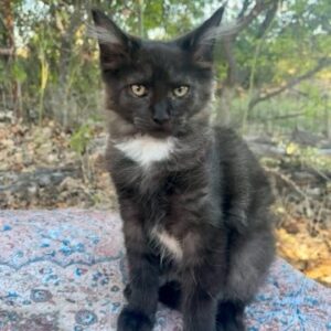 Black & White Female Maine Coon Kitten