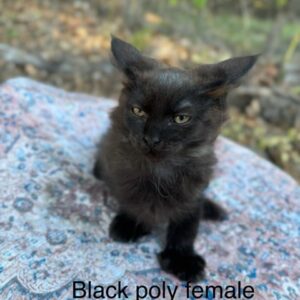 Black Poly Female Maine Coon Kitten