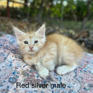 Red Silver Male Maine Coon Kitten