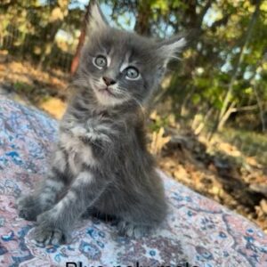 Blue Poly Male Maine Coon Kitten