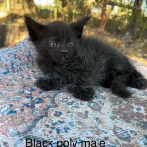 Black Poly Male Maine Coon Kitten