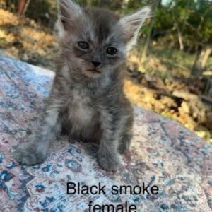 Black Smoke Female Maine Coon Kitten