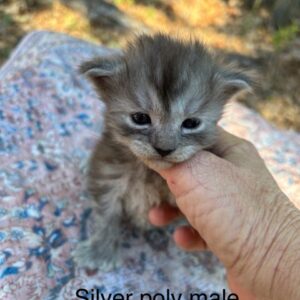 Silver Poly Male Maine Coon Kitten