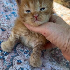 Red Poly Male Maine Coon Kitten