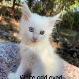 White Odd Eyed Female Maine Coon Kitten