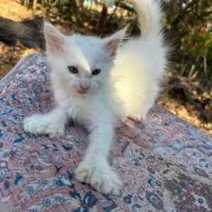 White Maine Coon Kitten