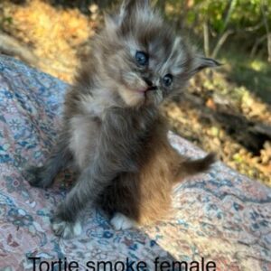 Tortie Smoke Female Maine Coon Kitten