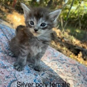 Silver Poly female Maine Coon Kitten