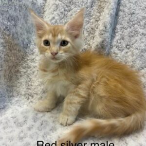 Red Silver Male Maine Coon Kitten