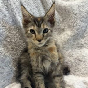 Brown Female Maine Coon Kitten