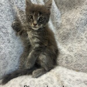 Blue Poly Male Maine Coon Kitten