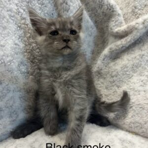 Black Smoke Female Maine Coon Kitten