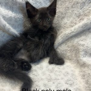 Black Poly ale Maine Coon Kitten