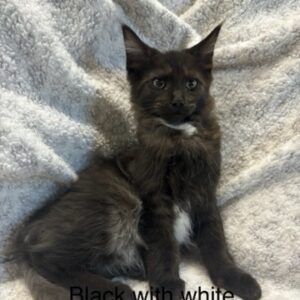 Black W/ White Female Maine Coon Kitten