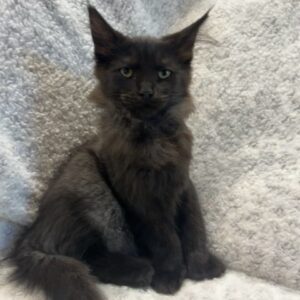 Black Poly Female Maine Coon Kitten