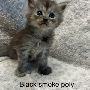 Black Smoke Poly Female Maine Coon Kitten