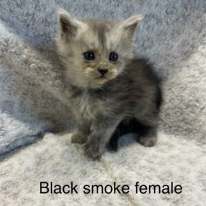 Black Smoke Female Maine Coon Kitten