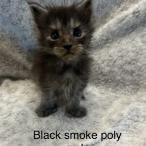 Black Smoke Poly Male Maine Coon Kitten