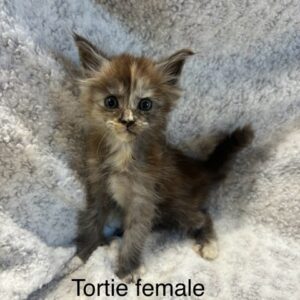 Tortie Female Maine Coon Kitten