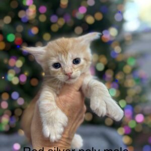 Red Silver Poly Male Maine Coon Kitten