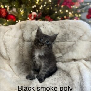 Black Smoke Poly Female Maine Coon Kitten