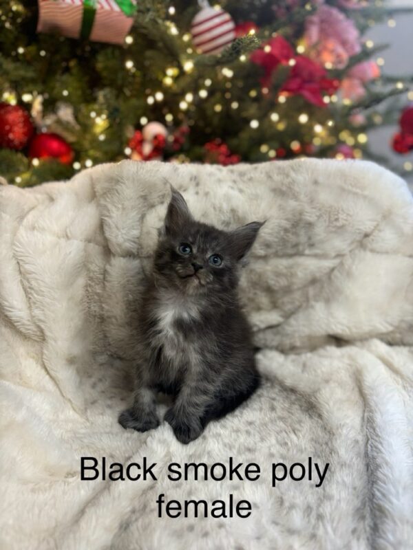 Black Smoke Poly Female Maine Coon Kitten