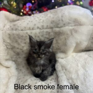 Black Smoke Female Maine Coon Kitten