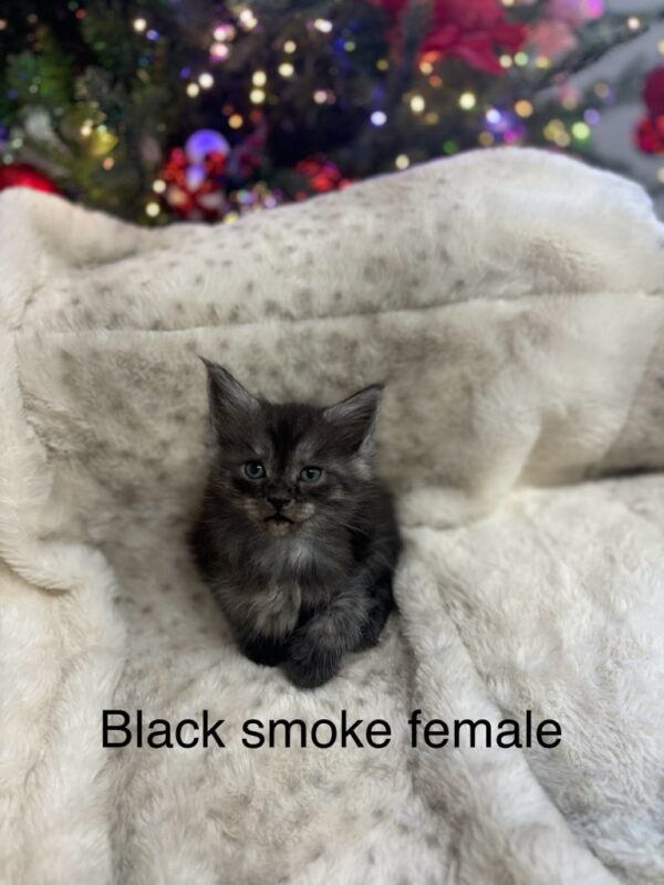 Black Smoke Female Maine Coon Kitten