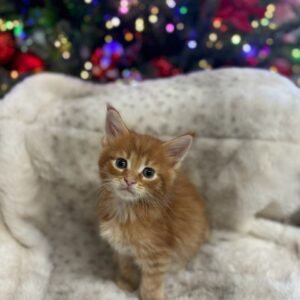 Red Male Maine Coon Kitten