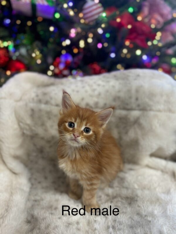 Red Male Maine Coon Kitten