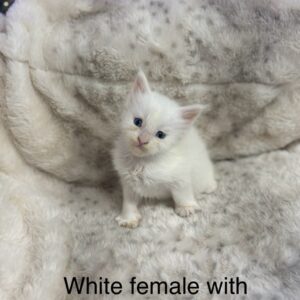 Blue Eyes White Female Maine Coon Kitten