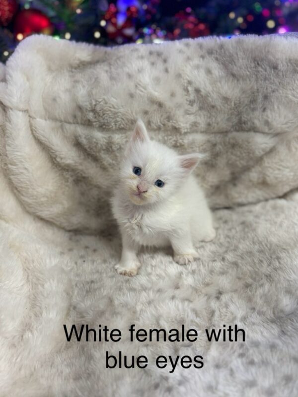 Blue Eyes White Female Maine Coon Kitten