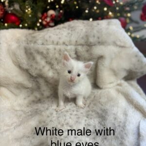 Blue Eyes White Male Maine Coon Kitten